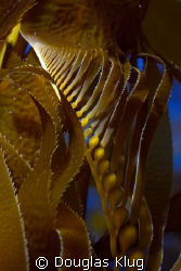 Twist.  New growth kelp rises towards the sun.  Image cap... by Douglas Klug 